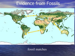 fossil matches Evidence from Fossils 