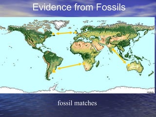 fossil matches
Evidence from Fossils
 