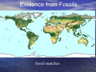 fossil matches
Evidence from Fossils
 