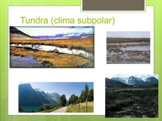 Tundra (clima subpolar)
 