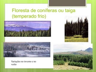Floresta de coníferas ou taiga
(temperado frio)
Variações no inverno e no
verão
 