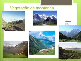 Vegetação de montanha
Alpes Suíços
Montes
Urais
Cáucaso
 
