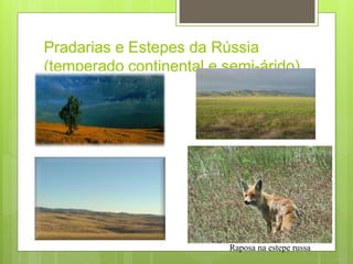 Pradarias e Estepes da Rússia
(temperado continental e semi-árido)
Raposa na estepe russa
 