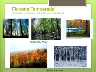 Floresta Temperada
(Caducifólia ou Decídua - clima Temperado Oceânico)
Primavera e Verão
Outono e Inverno
 
