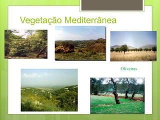 Vegetação Mediterrânea
Oliveiras
 