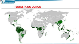 Localizada na região equatorial da África, desde o
Golfo da Guiné até as montanhas da porção oriental do
continente. É a segunda maior floresta tropical do
mundo, menor apenas que a floresta Amazônica.
Possui fauna e flora diversificadas.
FLORESTA DO CONGO
Imagem: SEE-PE
10
 