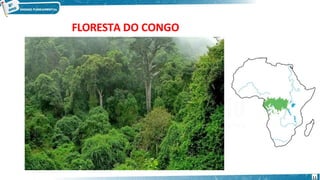 FLORESTA DO CONGO
11
 