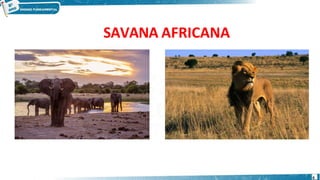SAVANA AFRICANA
6
 