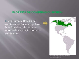 Encontramos a floresta de
coníferas nas áreas subpolares.
Nas Américas, ela pode ser
observada na porção norte do
continente.
FLORESTA DE CONÍFERAS OU BOREAL
Imagem: Autor desconhecido / GNU Free
Documentation License.
 