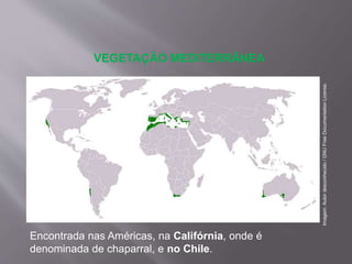Encontrada nas Américas, na Califórnia, onde é
denominada de chaparral, e no Chile.
VEGETAÇÃO MEDITERRÂNEA
Imagem:Autordesconhecido/GNUFreeDocumentationLicense.
 