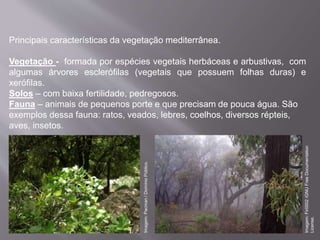 Principais características da vegetação mediterrânea.
Vegetação - formada por espécies vegetais herbáceas e arbustivas, com
algumas árvores esclerófilas (vegetais que possuem folhas duras) e
xerófilas.
Solos – com baixa fertilidade, pedregosos.
Fauna – animais de pequenos porte e que precisam de pouca água. São
exemplos dessa fauna: ratos, veados, lebres, coelhos, diversos répteis,
aves, insetos.
Imagem:Pacman/DomínioPúblico.
Imagem:Fir0002/GNUFreeDocumentation
License.
 