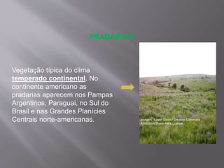 PRADARIAS
Vegetação típica do clima
temperado continental. No
continente americano as
pradarias aparecem nos Pampas
Argentinos, Paraguai, no Sul do
Brasil e nas Grandes Planícies
Centrais norte-americanas. Imagem: Edwin Olson / Creative Commons
Attribution/Share-Alike License.
 