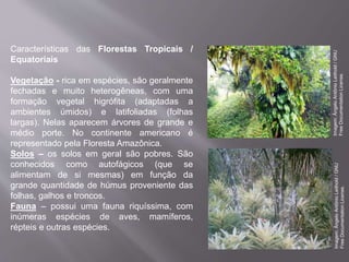 Características das Florestas Tropicais /
Equatoriais
Vegetação - rica em espécies, são geralmente
fechadas e muito heterogêneas, com uma
formação vegetal higrófita (adaptadas a
ambientes úmidos) e latifoliadas (folhas
largas). Nelas aparecem árvores de grande e
médio porte. No continente americano é
representado pela Floresta Amazônica.
Solos – os solos em geral são pobres. São
conhecidos como autofágicos (que se
alimentam de si mesmas) em função da
grande quantidade de húmus proveniente das
folhas, galhos e troncos.
Fauna – possui uma fauna riquíssima, com
inúmeras espécies de aves, mamíferos,
répteis e outras espécies.
Imagem:ÂngeloAntônioLeithold/GNU
FreeDocumentationLicense.
Imagem:ÂngeloAntônioLeithold/GNU
FreeDocumentationLicense.
 