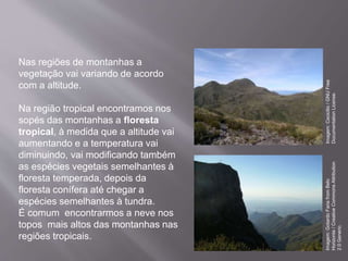 Nas regiões de montanhas a
vegetação vai variando de acordo
com a altitude.
Na região tropical encontramos nos
sopés das montanhas a floresta
tropical, à medida que a altitude vai
aumentando e a temperatura vai
diminuindo, vai modificando também
as espécies vegetais semelhantes à
floresta temperada, depois da
floresta conífera até chegar a
espécies semelhantes à tundra.
É comum encontrarmos a neve nos
topos mais altos das montanhas nas
regiões tropicais.
Imagem:Cecicilio/GNUFree
DocumentationLicense.
Imagem:GotardoFariafromBelo
Horizonte/CreativeCommonsAttribution
2.0Generic.
 