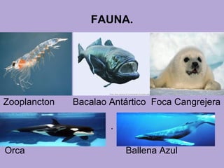 FAUNA.
Zooplancton Bacalao Antártico Foca Cangrejera
.
Orca Ballena Azul
 