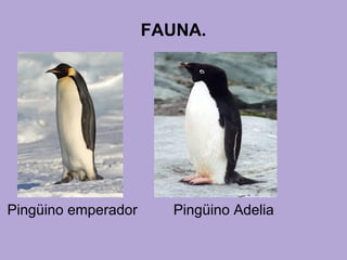 FAUNA.
Pingüino emperador Pingüino Adelia
 