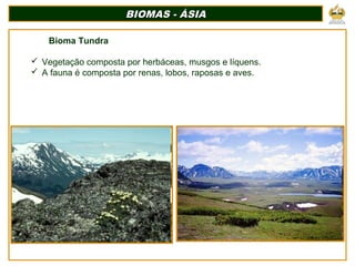 BIOMAS - ÁSIABIOMAS - ÁSIA
Bioma Tundra
 Vegetação composta por herbáceas, musgos e líquens.
 A fauna é composta por renas, lobos, raposas e aves.
 