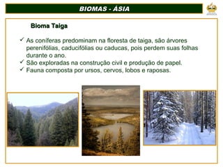 BIOMAS - ÁSIABIOMAS - ÁSIA
Bioma TaigaBioma Taiga
 As coníferas predominam na floresta de taiga, são árvores
perenifólias, caducifólias ou caducas, pois perdem suas folhas
durante o ano.
 São exploradas na construção civil e produção de papel.
 Fauna composta por ursos, cervos, lobos e raposas.
 