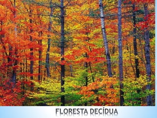 O QUADRO NATURAL ASIÁTICO