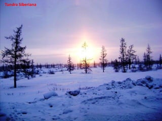 Apresentação elaborada pela Professora FERNANDA BRUM LOPES - Geografia
Tundra Siberiana
 