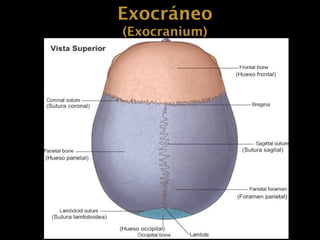 Continente craneano EXOCRÁNEO Y ENDOCRÁNEO..pptx