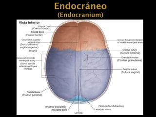 Continente craneano EXOCRÁNEO Y ENDOCRÁNEO..pptx
