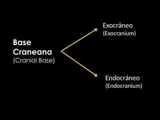 Continente craneano EXOCRÁNEO Y ENDOCRÁNEO..pptx