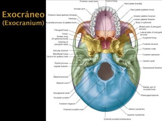 Continente craneano EXOCRÁNEO Y ENDOCRÁNEO..pptx