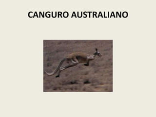 CANGURO AUSTRALIANO
 