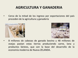 AGRICULTURA Y GANADERIA

•   Cerca de la mitad de los ingreso por exportaciones del país
    proceden de la agricultura y ganadería




•   8 millones de cabezas de ganado bovino y 48 millones de
    ovejas pastan estas tierras produciendo carne, lana y
    productos lácteos, que son la base del desarrollo de la
    economía moderna de Nueva ZELANDA.
 