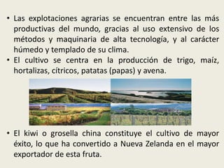 • Las explotaciones agrarias se encuentran entre las más
  productivas del mundo, gracias al uso extensivo de los
  métodos y maquinaria de alta tecnología, y al carácter
  húmedo y templado de su clima.
• El cultivo se centra en la producción de trigo, maíz,
  hortalizas, cítricos, patatas (papas) y avena.




• El kiwi o grosella china constituye el cultivo de mayor
  éxito, lo que ha convertido a Nueva Zelanda en el mayor
  exportador de esta fruta.
 