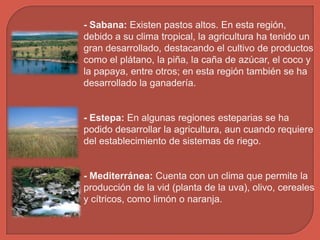- Sabana: Existen pastos altos. En esta región,
debido a su clima tropical, la agricultura ha tenido un
gran desarrollado, destacando el cultivo de productos
como el plátano, la piña, la caña de azúcar, el coco y
la papaya, entre otros; en esta región también se ha
desarrollado la ganadería.

- Estepa: En algunas regiones esteparias se ha
podido desarrollar la agricultura, aun cuando requiere
del establecimiento de sistemas de riego.

- Mediterránea: Cuenta con un clima que permite la
producción de la vid (planta de la uva), olivo, cereales
y cítricos, como limón o naranja.

 
