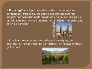 - En la región esteparia, en los límites con las regiones
templadas y tropicales, los pastos que crecen en forma
natural han permitido el desarrollo de una de las principales
actividades económicas del país, la ganadería y en particular
la cría de ovejas.

- Los bosques mixtos, de coníferas y eucaliptos, se
localizan en la parte oriental de Australia, en Nueva Zelanda
y Tasmania.

 