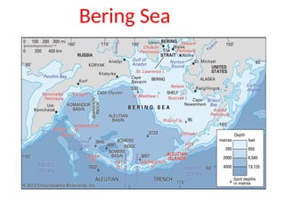 Bering Sea
 