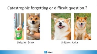 Catastrophic forgetting or difficult question ?
Shiba vs. Drink Shiba vs. Akita
 
