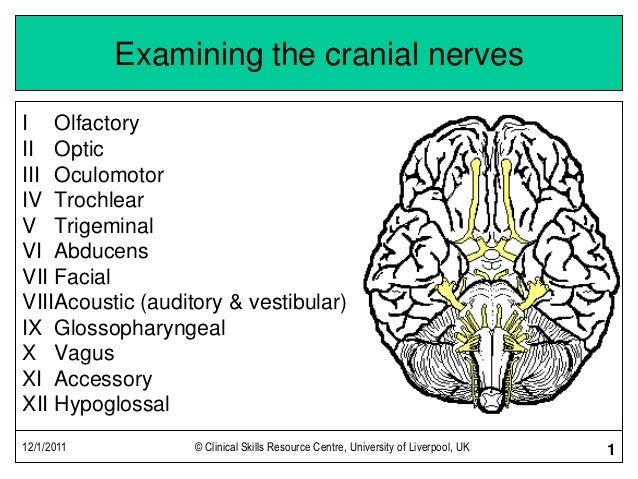 Cranial Nerves 1 12 Chart