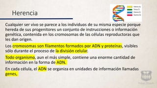 Herencia
Cualquier ser vivo se parece a los individuos de su misma especie porque
hereda de sus progenitores un conjunto de instrucciones o información
genética, contenida en los cromosomas de las células reproductoras que
les dan origen.
Los cromosomas son filamentos formados por ADN y proteínas, visibles
sólo durante el proceso de la división celular.
Todo organismo, aun el más simple, contiene una enorme cantidad de
información en la forma de ADN.
En cada célula, el ADN se organiza en unidades de información llamadas
genes,
 