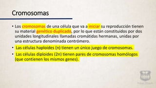 Cromosomas
• Los cromosomas de una célula que va a iniciar su reproducción tienen
su material genético duplicado, por lo que están constituidos por dos
unidades longitudinales llamadas cromátidas hermanas, unidas por
una estructura denominada centrómero.
• Las células haploides (n) tienen un único juego de cromosomas.
• Las células diploides (2n) tienen pares de cromosomas homólogos
(que contienen los mismos genes).
 