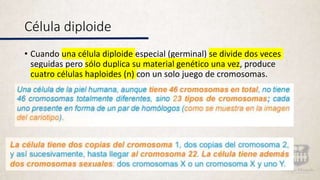 Célula diploide
• Cuando una célula diploide especial (germinal) se divide dos veces
seguidas pero sólo duplica su material genético una vez, produce
cuatro células haploides (n) con un solo juego de cromosomas.
 