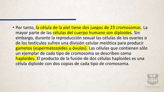 • Por tanto, la célula de la piel tiene dos juegos de 23 cromosomas. La
mayor parte de las células del cuerpo humano son diploides. Sin
embargo, durante la reproducción sexual las células de los ovarios o
de los testículos sufren una división celular meiótica para producir
gametos (espermatozoides u óvulos). Las células que contienen sólo
un ejemplar de cada tipo de cromosoma se describen como
haploides. El producto de la fusión de dos células haploides es una
célula diploide con dos copias de cada tipo de cromosoma.
 