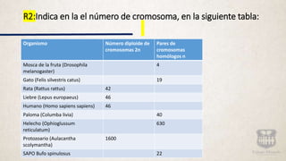 R2:Indica en la el número de cromosoma, en la siguiente tabla:
Organismo Número diploide de
cromosomas 2n
Pares de
cromosomas
homólogos n
Mosca de la fruta (Drosophila
melanogaster)
4
Gato (Felis silvestris catus) 19
Rata (Rattus rattus) 42
Liebre (Lepus europaeus) 46
Humano (Homo sapiens sapiens) 46
Paloma (Columba livia) 40
Helecho (Ophioglussum
reticulatum)
630
Protozoario (Aulacantha
scolymantha)
1600
SAPO Bufo spinulosus 22
 