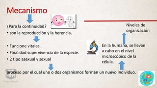 Mecanismo
¿Para la continuidad?
• son la reproducción y la herencia.
• Funcione vitales.
• Finalidad supervivencia de la especie.
• 2 tipo asexual y sexual
proceso por el cual uno o dos organismos forman un nuevo individuo.
En la humana, se llevan
a cabo en el nivel
microscópico de la
célula.
Niveles de
organización
 