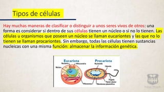 Tipos de células
Hay muchas maneras de clasificar o distinguir a unos seres vivos de otros: una
forma es considerar si dentro de sus células tienen un núcleo o si no lo tienen. Las
células u organismos que poseen un núcleo se llaman eucariontes y las que no lo
tienen se llaman procariontes. Sin embargo, todas las células tienen sustancias
nucleicas con una misma función: almacenar la información genética.
 