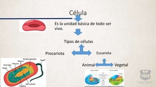 Célula
Es la unidad básica de todo ser
vivo.
Tipos de células
Procariota Eucariota
Animal Vegetal
 