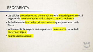PROCARIOTA
• Las células procariontes no tienen núcleo y su material genético está
pegado a la membrana plasmática disperso en el citoplasma.
• Probablemente fueron las primeras células que aparecieron en la
Tierra.
• Actualmente la mayoría son organismos unicelulares, sobre todo
bacterias y algas.
• Reproducción asexual.
 