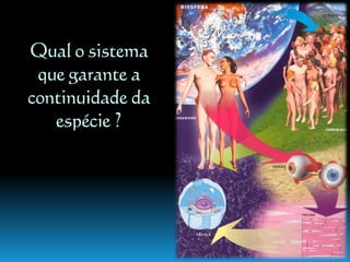 Continuidade Da Vida