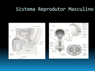 Continuidade Da Vida