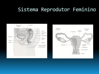 Continuidade Da Vida