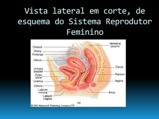 Continuidade Da Vida
