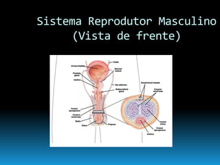Continuidade Da Vida
